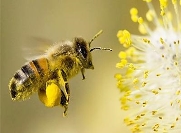 Дослідницька робота "Бджола летить, де мед пахтить" | Обучонок